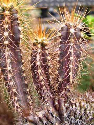 Pilosocereus_niger